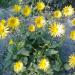 Perene: Doronicum , slika3